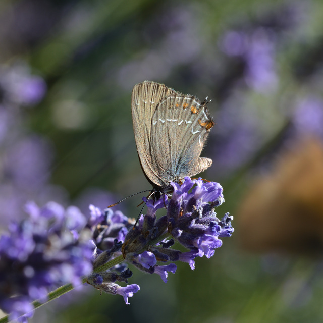 Satyrium ilicis - tölgyfa-csücsköslepke