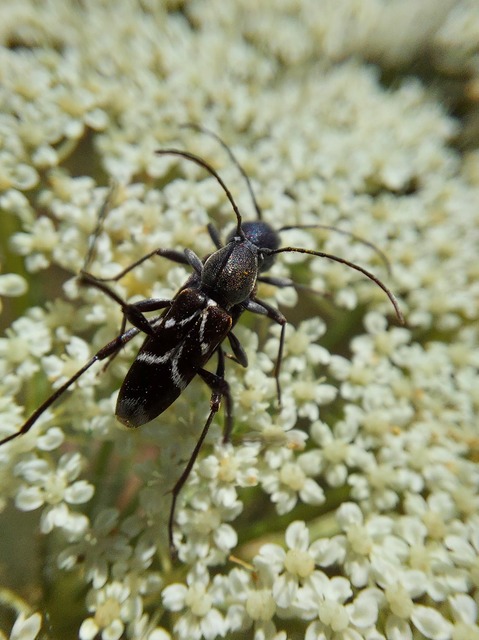 Chlorophorus sartor - feketevállú darázscincér