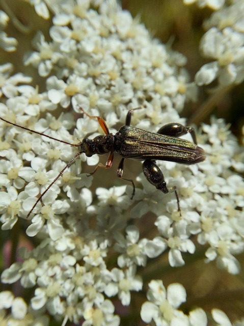 Oedemera flavipes - sárgalábú álcincér Oedemera flavipes - sárgalábú álcincér