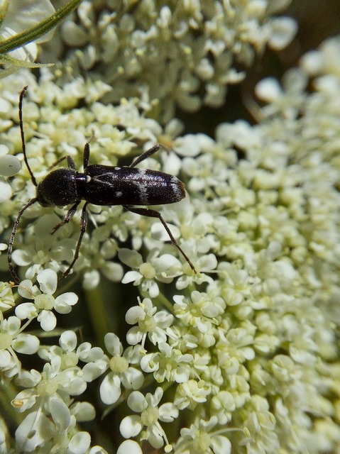 Chlorophorus sartor - feketevállú darázscincér