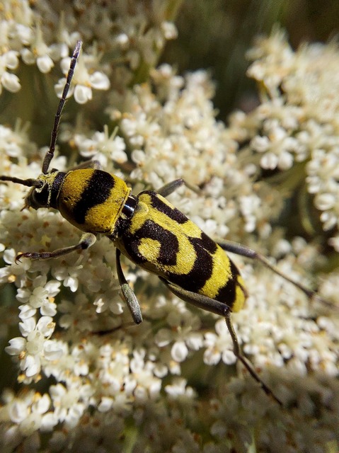 Chlorophorus varius - díszes darázscincér