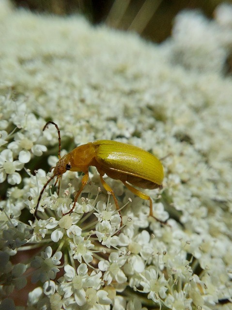 Cteniopus sulphureus - közönséges kénbogár Cteniopus sulphureus - közönséges kénbogár