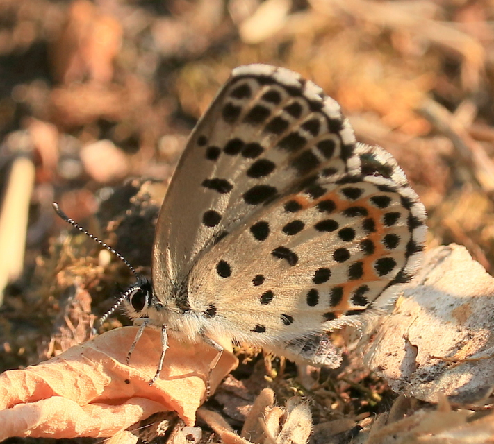 Scolitantides orion - szemes boglárka