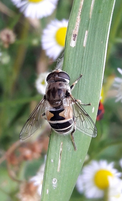 Eristalis arbustorum - fehérarcú herelégy