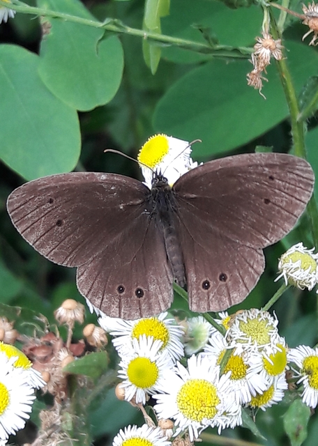 Aphantopus hyperanthus - közönséges ökörszemlepke