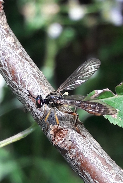 Dioctria linearis - karcsú héjalégy