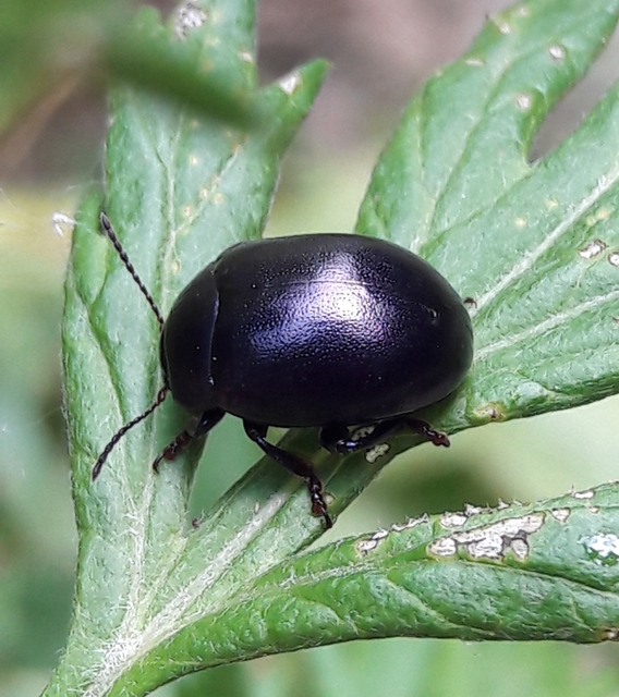 Chrysolina sturmi - vöröslábú levelész