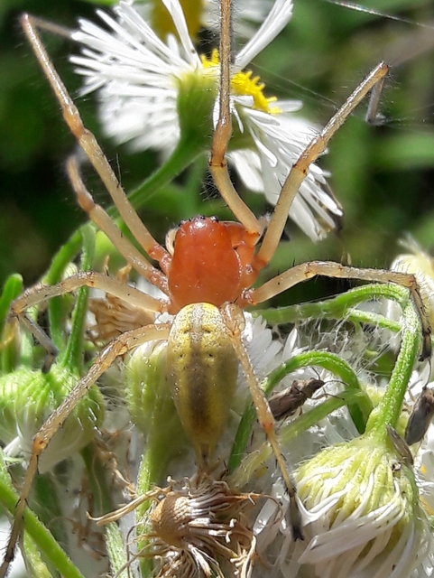 Cheiracanthium punctorium - mérges dajkapók