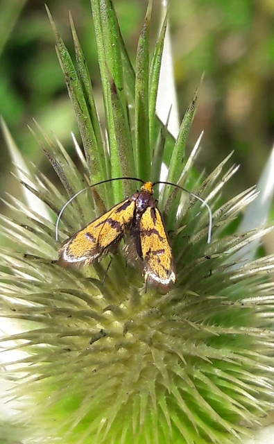 Nemophora pfeifferella - cifra tőrösmoly
