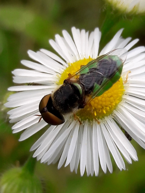 Odontomyia angulata - háromszöges zömöklégy