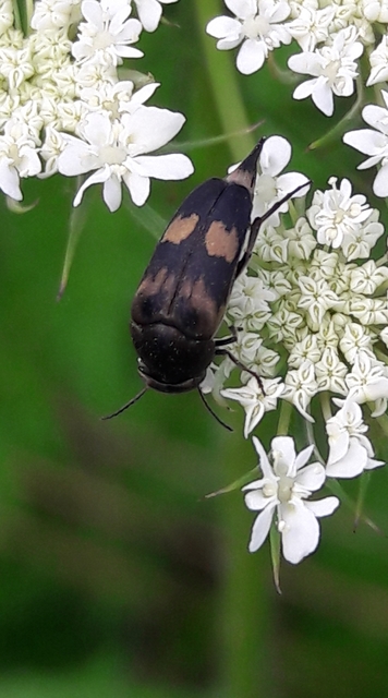 Variimorda villosa - szalagos maróka