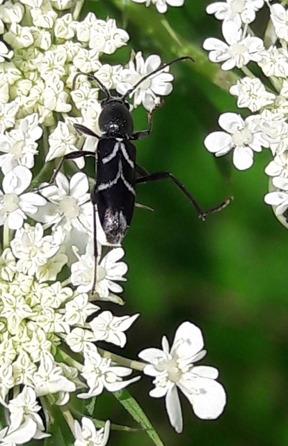 Chlorophorus sartor - feketevállú darázscincér