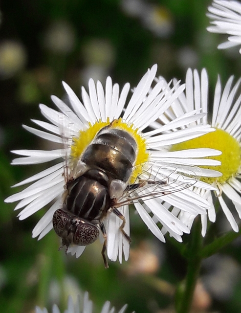 Eristalinus aeneus - bronzos foltosszeműlégy
