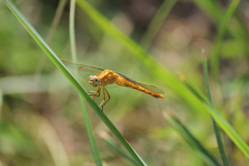 Orthetrum coerulescens - karcsú pásztorszitakötő