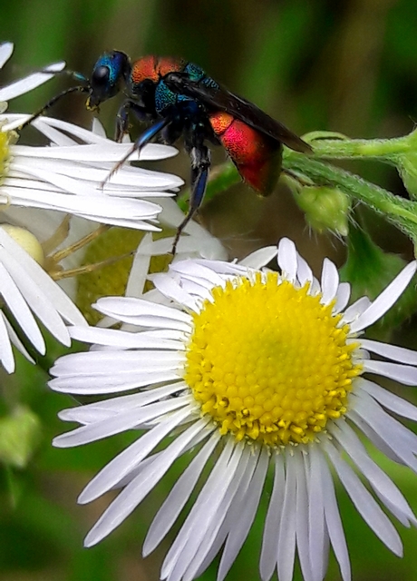 Hedychrum nobile