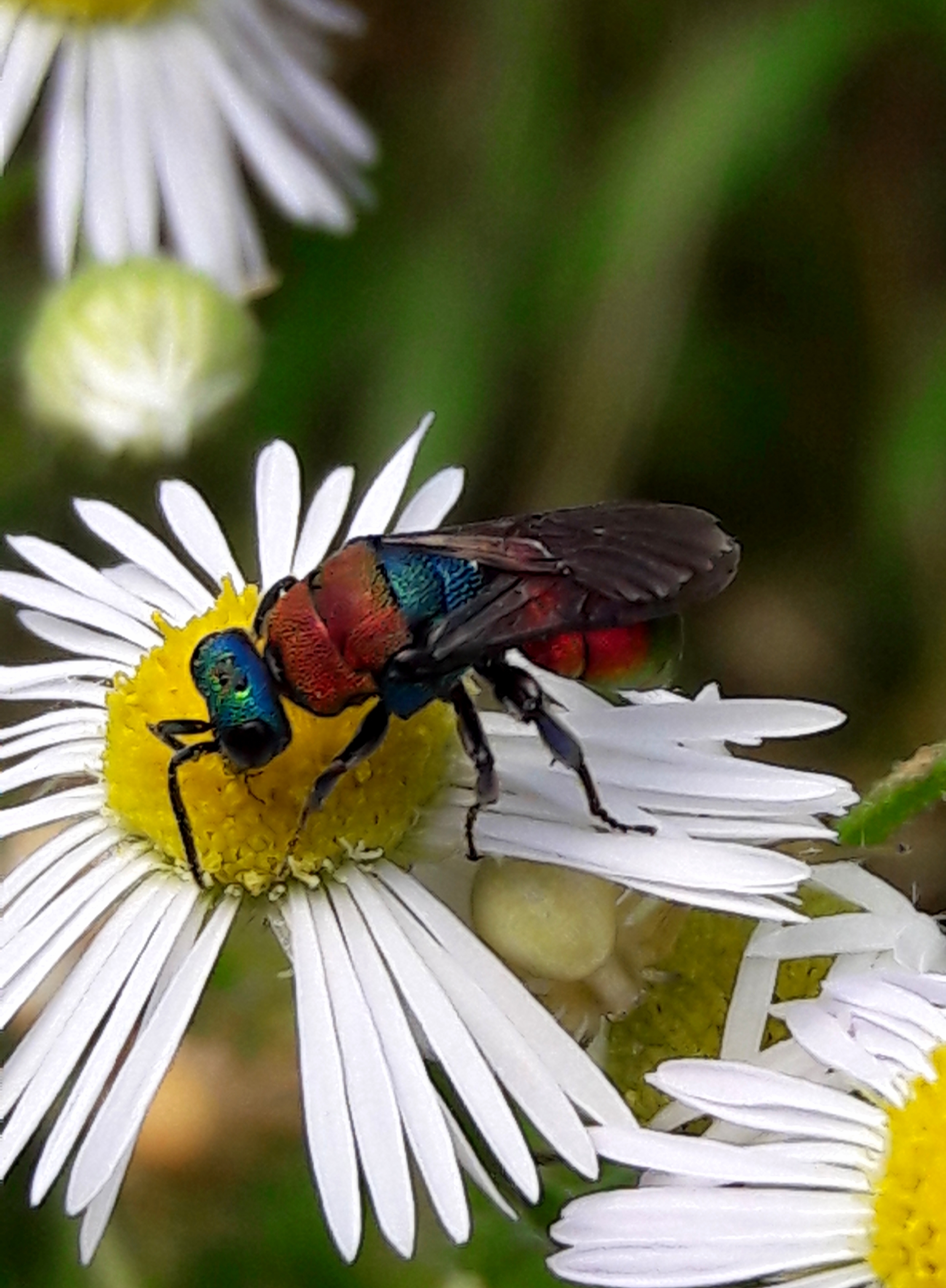 Hedychrum nobile