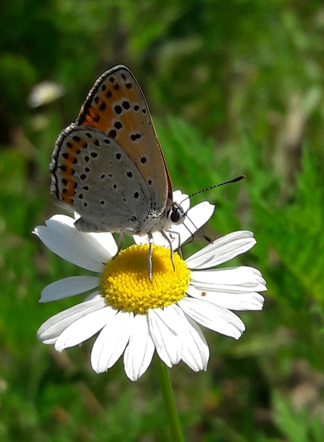 Lycaena thersamon - kis tűzlepke