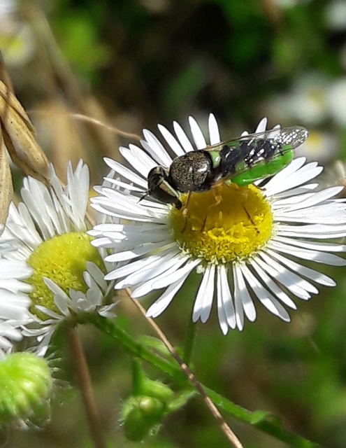 Odontomyia