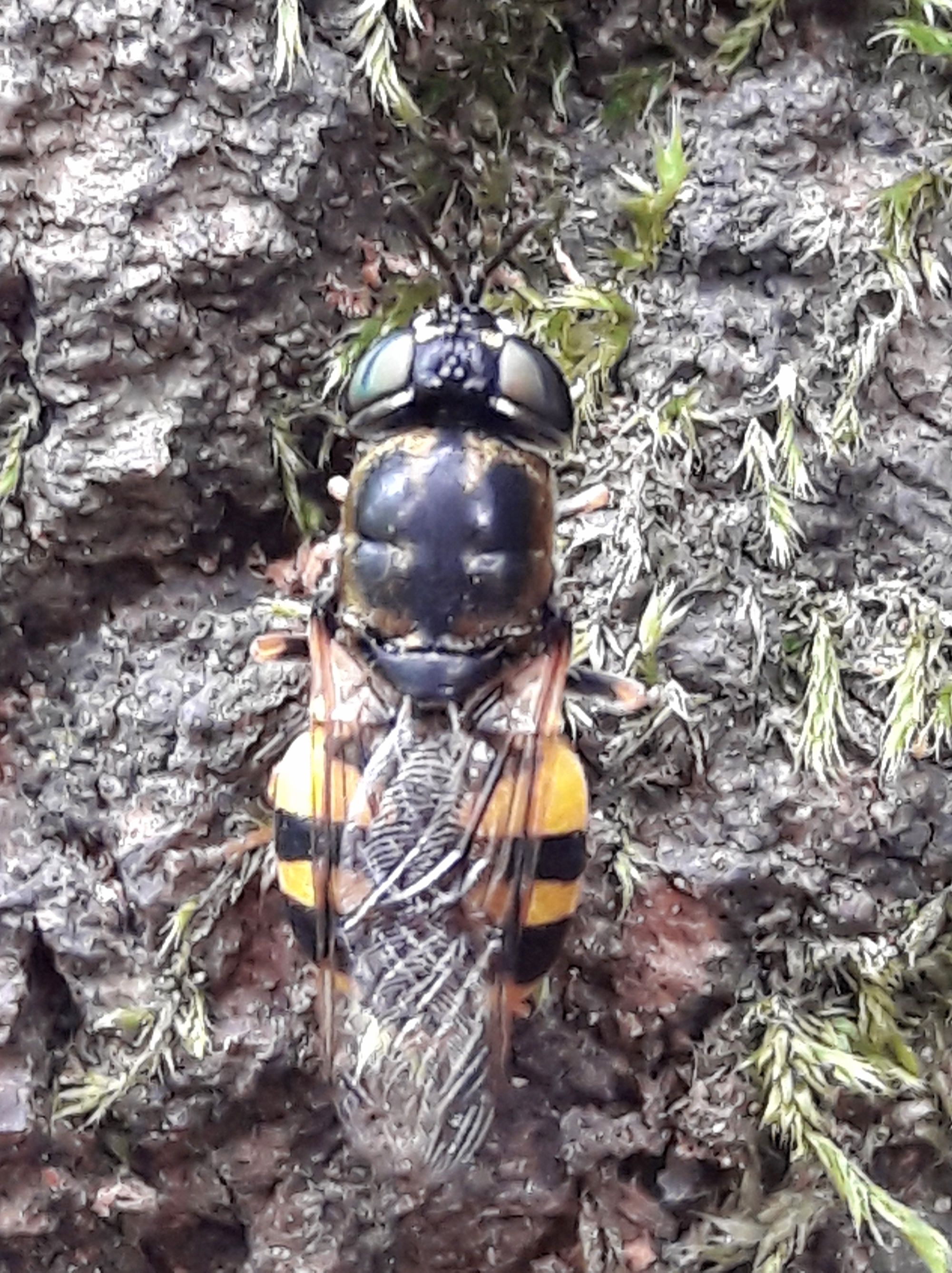 Odontomyia annulata - öves zömöklégy