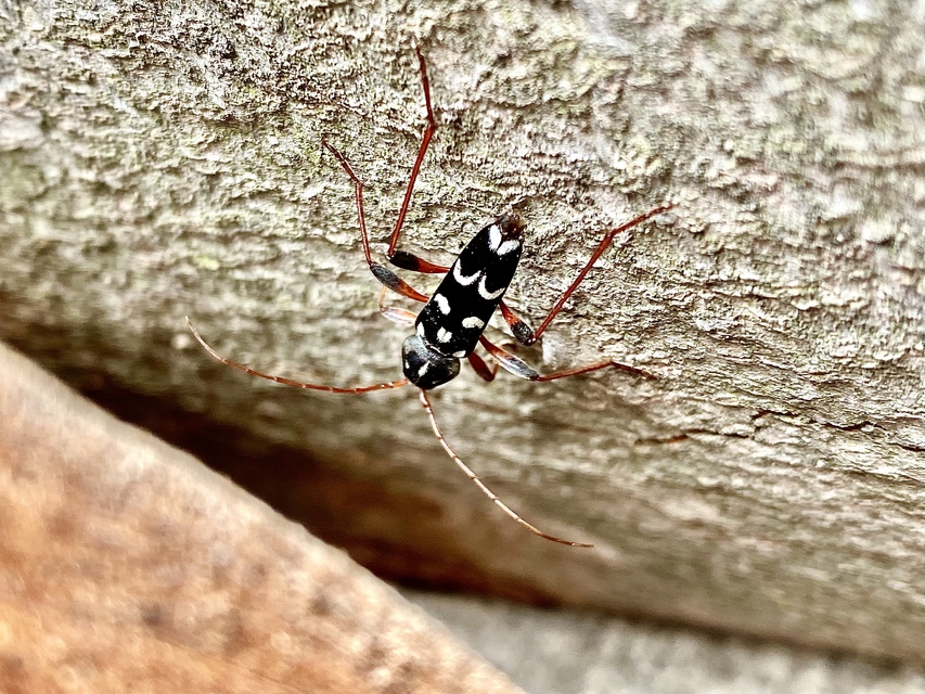 Isotomus speciosus - nyírfa-darázscincér