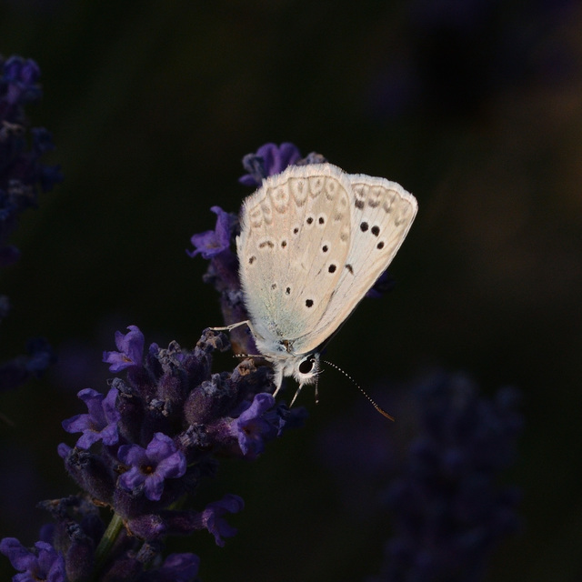 Polyommatus daphnis - csipkés boglárka