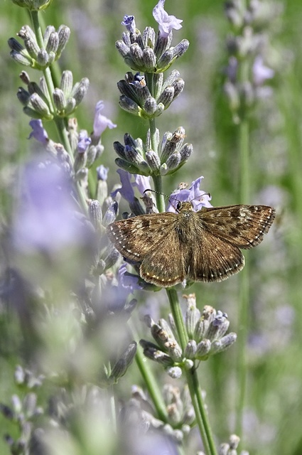 Erynnis tages - cigánylepke