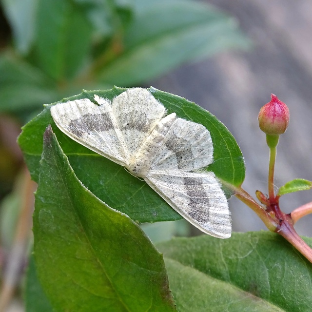 Idaea aversata - nagy sávosaraszoló
