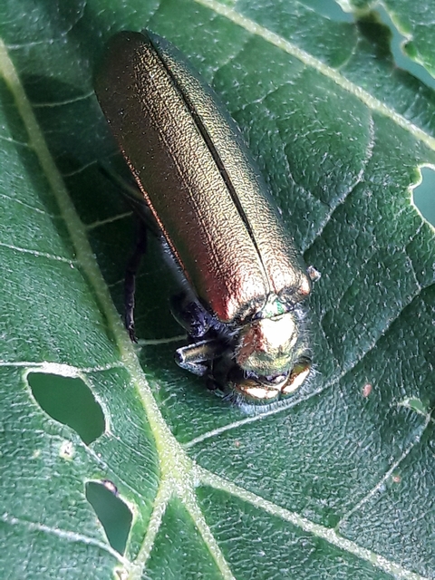 Lytta vesicatoria - kőrisbogár