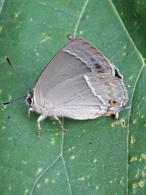 Neozephyrus quercus - tölgyfalepke