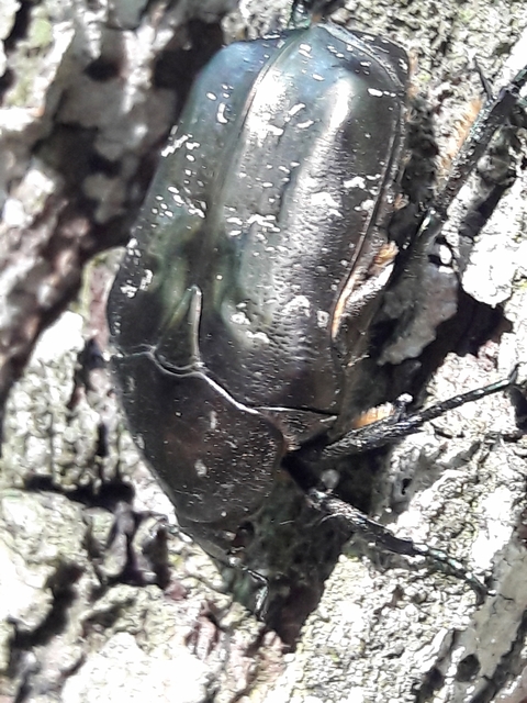 Protaetia marmorata - márványos virágbogár
