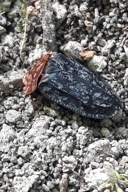 Oiceoptoma thoracicum - vörösnyakú dögbogár