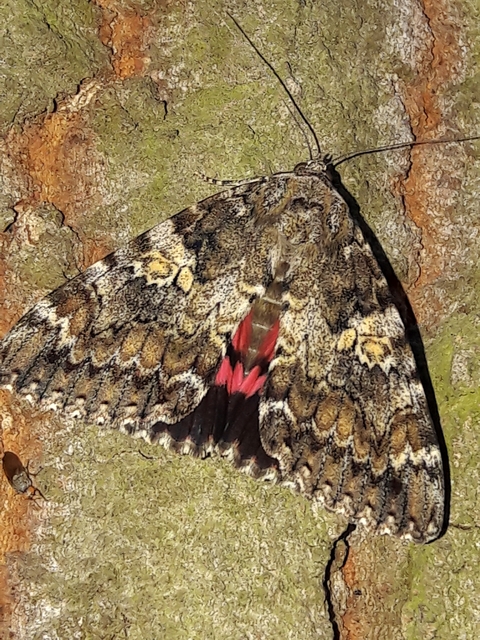 Catocala promissa - kis tölgyfa-övesbagoly