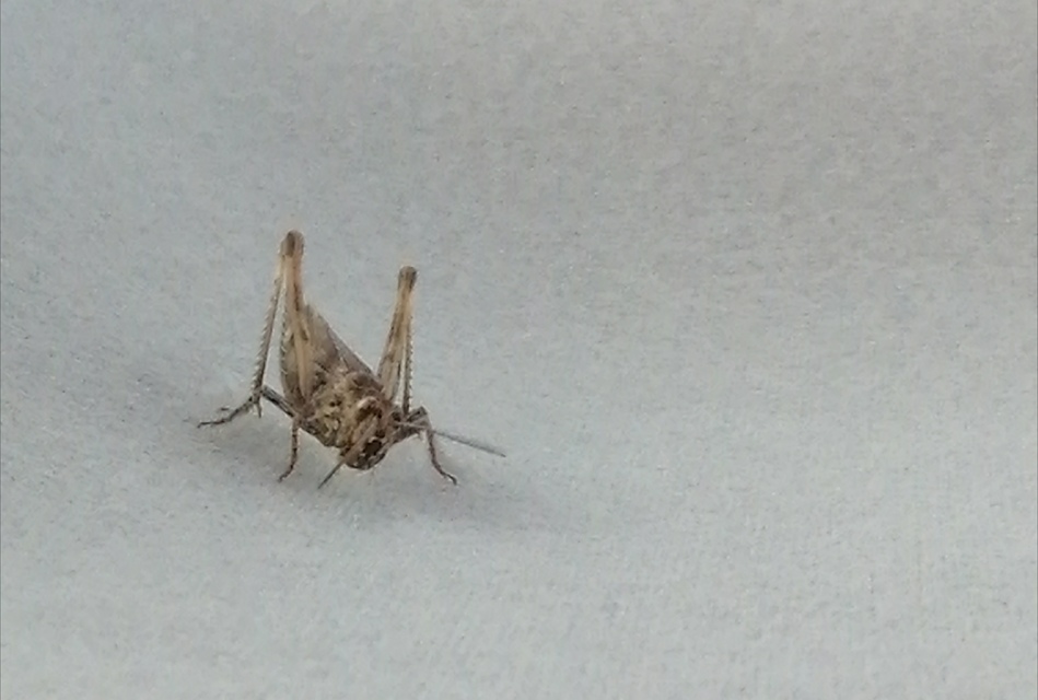 Chorthippus brunneus - közönséges tarlósáska