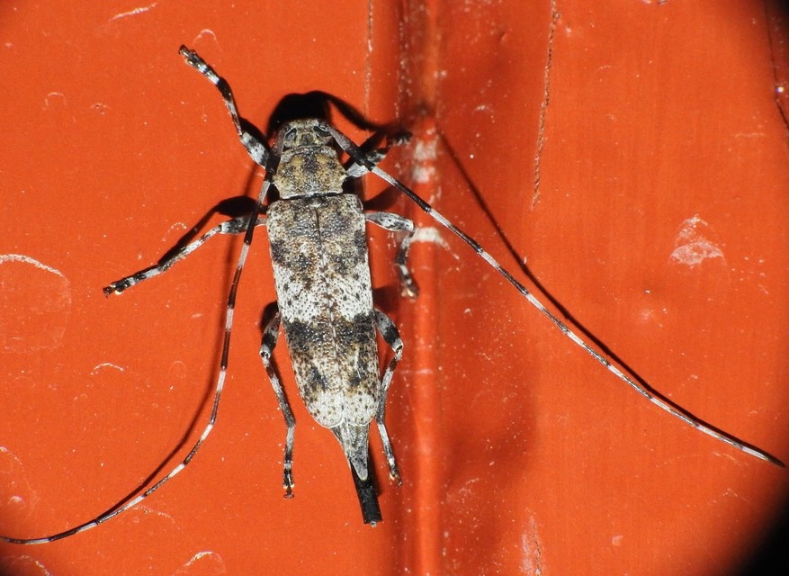 Acanthocinus griseus - szürke daliáscincér