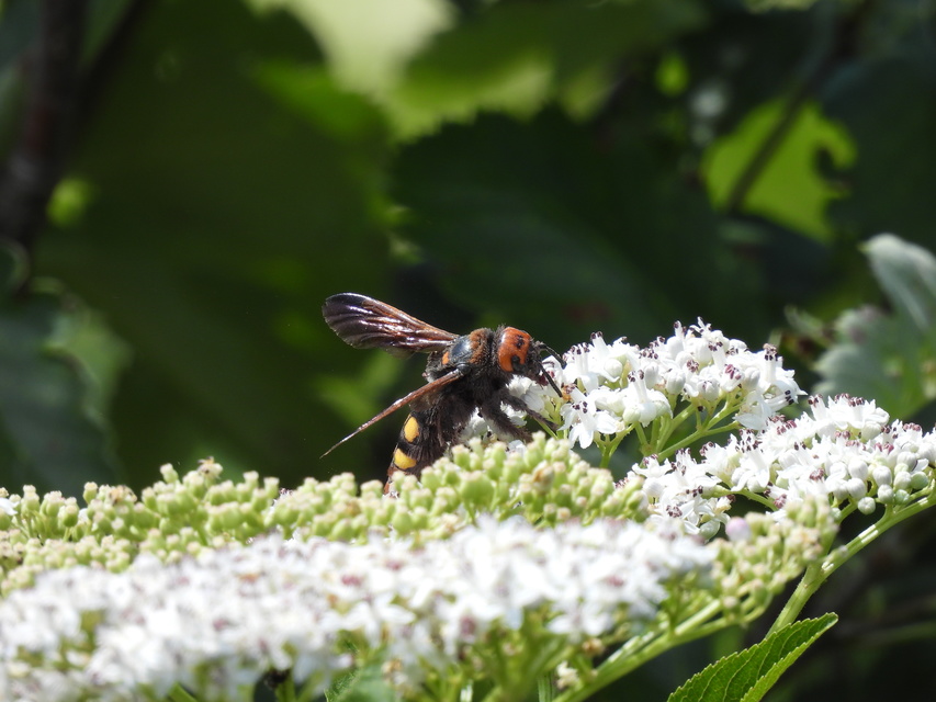 Megascolia maculata - óriás-tőrösdarázs