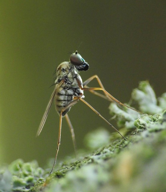 Medetera