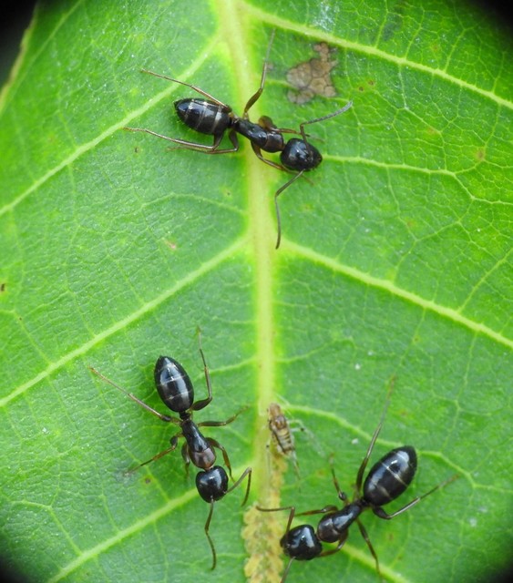 Camponotus fallax - ligeti lóhangya