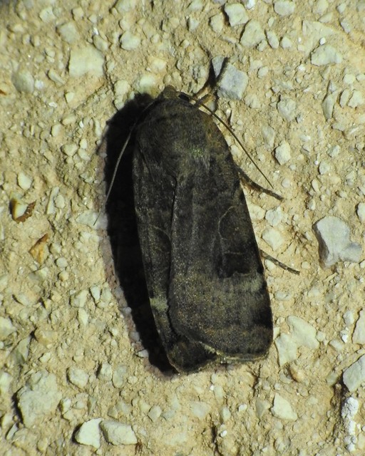 Noctua interposita - köztes sárgafűbagoly