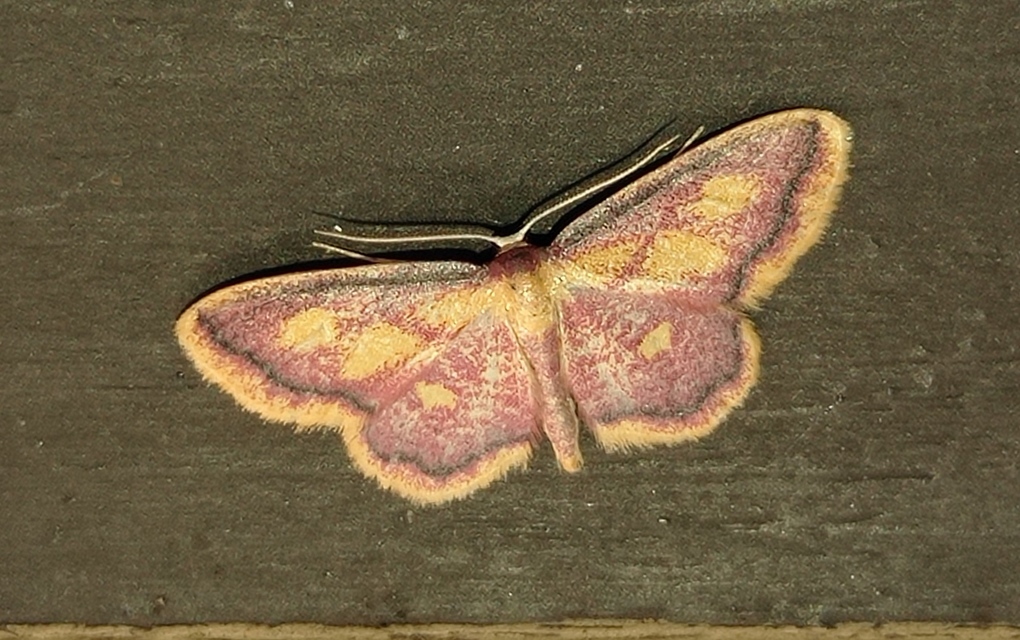 Idaea muricata - mocsári pirosaraszoló
