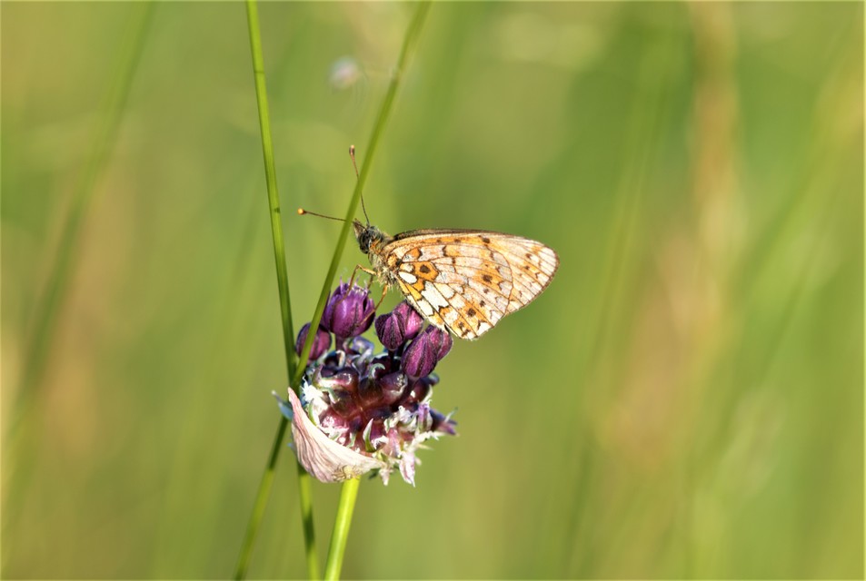 Boloria selene - fakó gyöngyházlepke