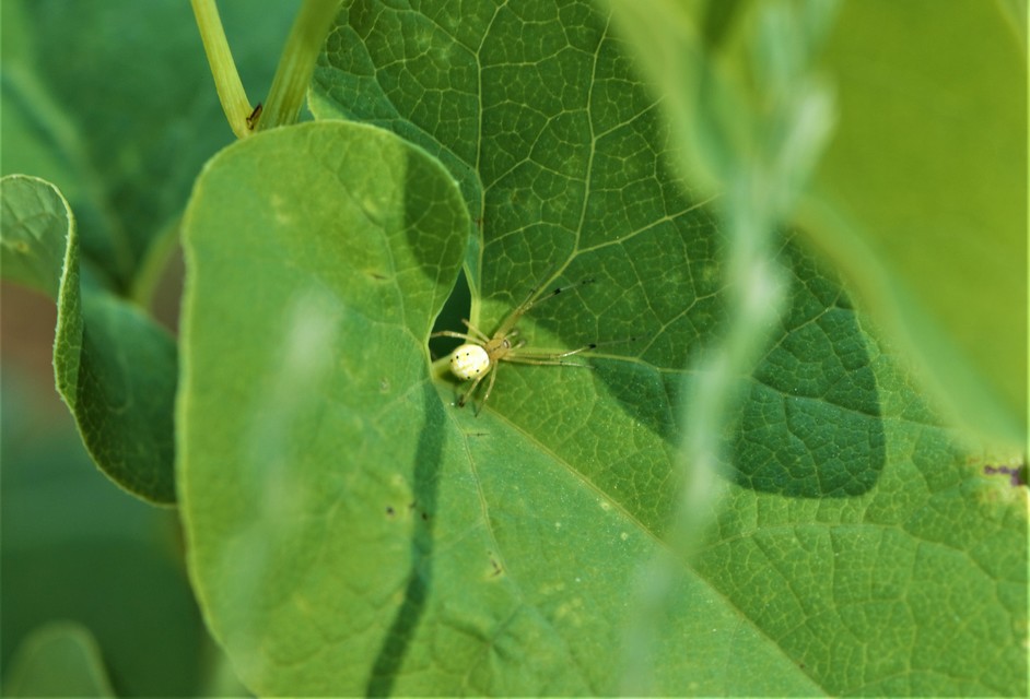 Enoplognatha ovata/latimana