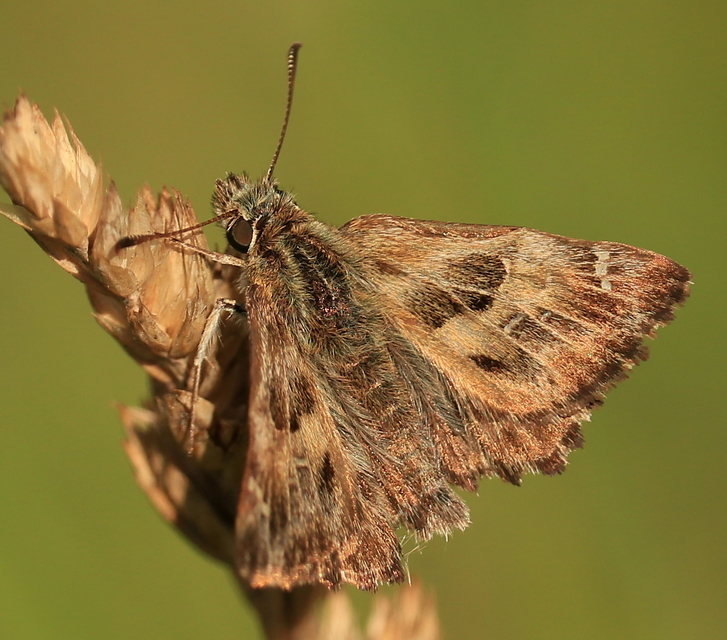 Carcharodus alceae - mályva-busalepke