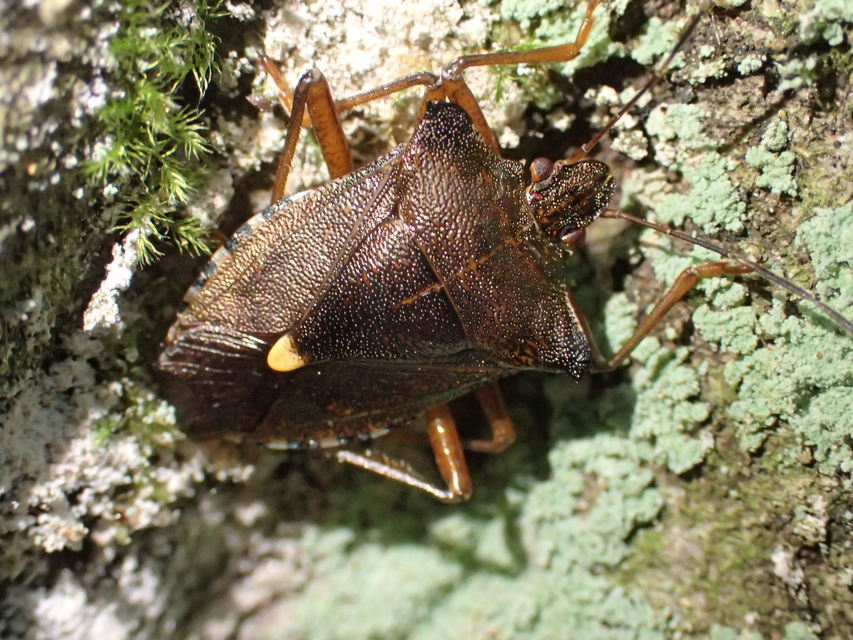 Pentatoma rufipes - vöröslábú címerespoloska Pentatoma rufipes - vöröslábú címerespoloska