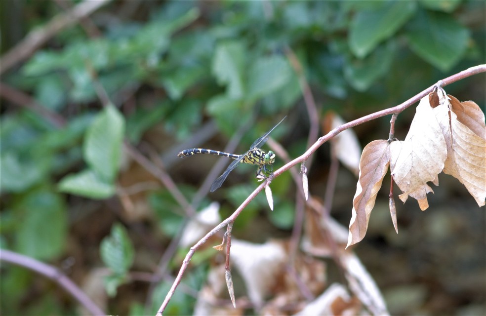 Onychogomphus forcipatus - gyűrűs folyami-szitakötő