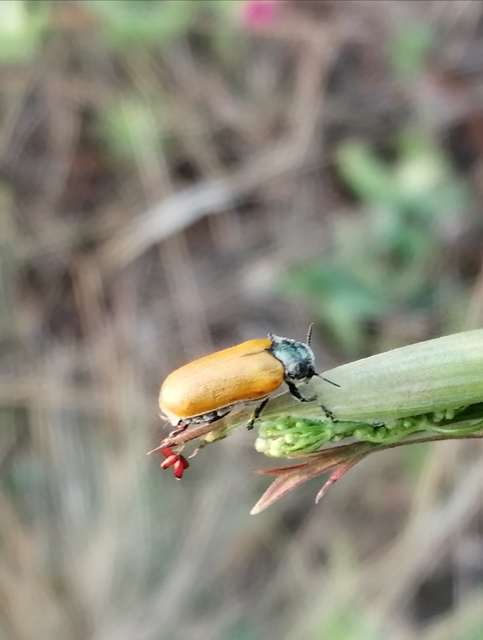 Labidostomis