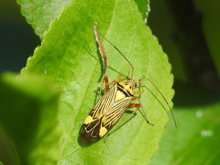 Rhabdomiris striatellus - zebra-mezeipoloska
