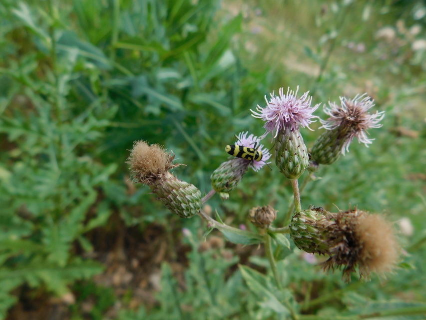 Chlorophorus varius - díszes darázscincér