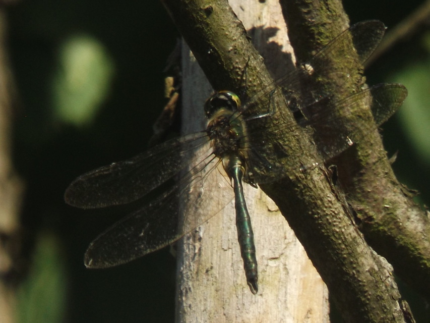 Somatochlora meridionalis - déli smaragdszitakötő
