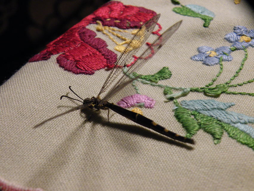 Distoleon tetragrammicus - négyfoltos hangyaleső
