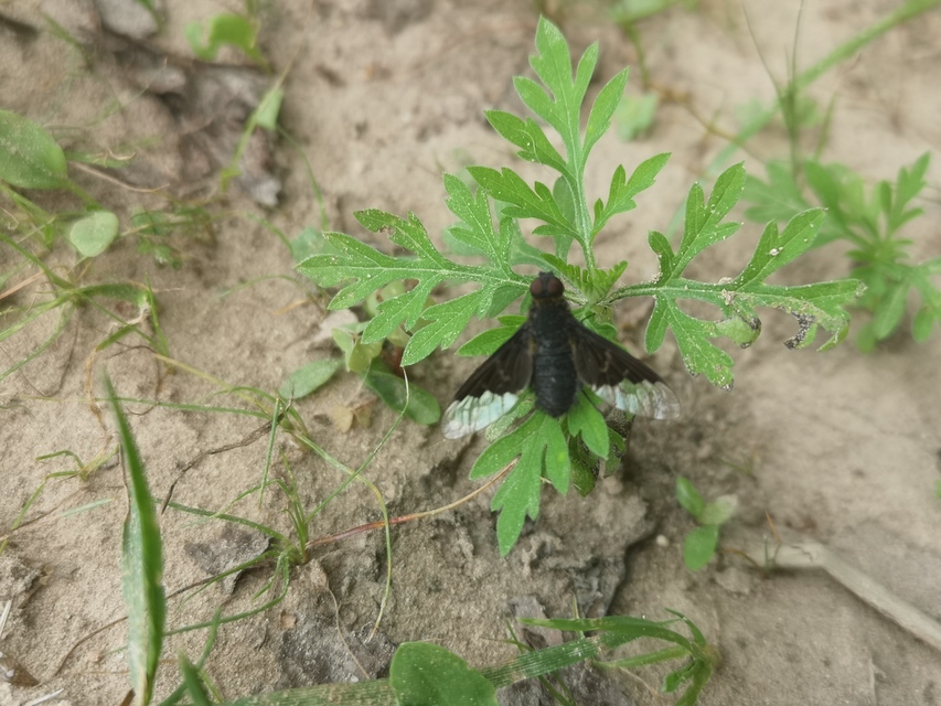Hemipenthes morio - közönséges gyászlégy